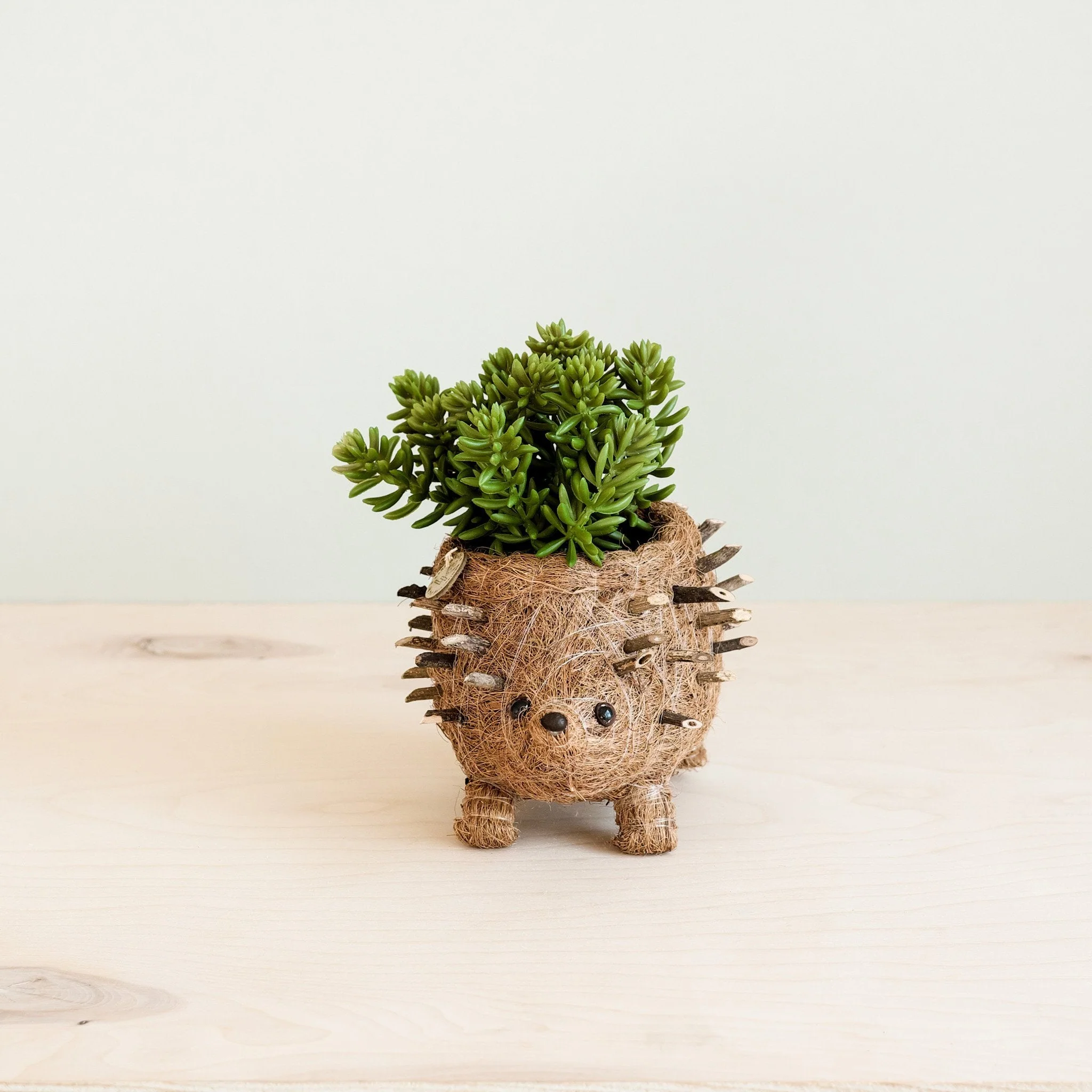 Baby Hedgehog Plant Pot - Handmade Planters