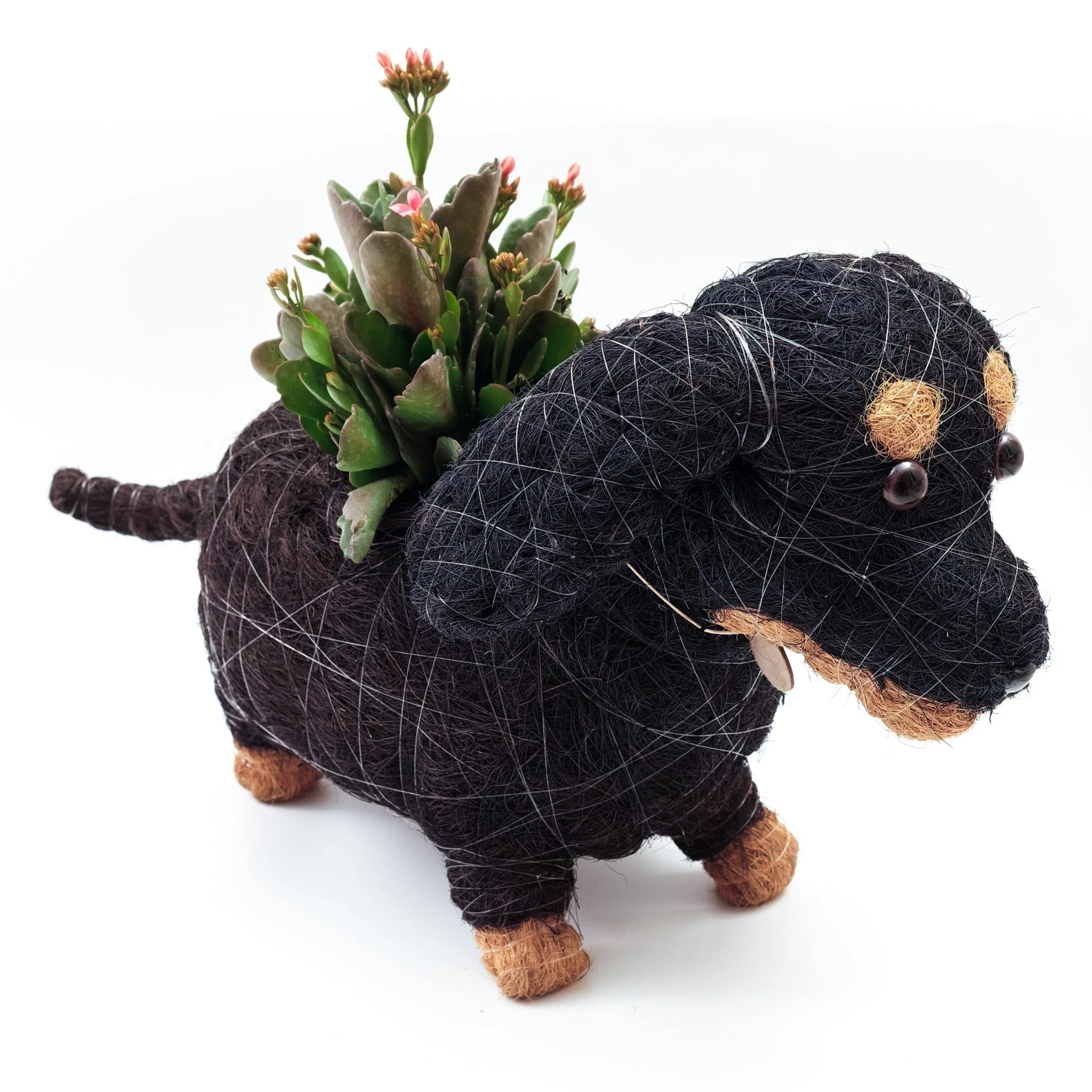 Baby Dachshund - Coco Coir Pots